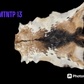 Goat Hide