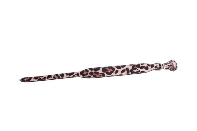 Dog Collars